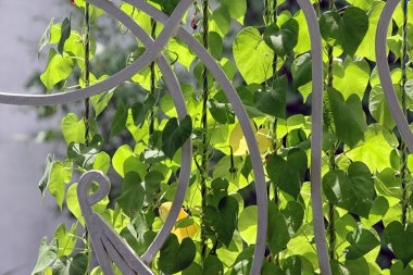 Beyaz metal çit sarılı yeşil sarmaşık