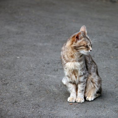 kaldırımda oturan ve üzerinden gözlerini kısarak yalnız gri tekir kedi