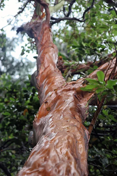 Zajímavé, krásné kmen Arbutus Homulinec nebo řecký jahodový — Stock fotografie