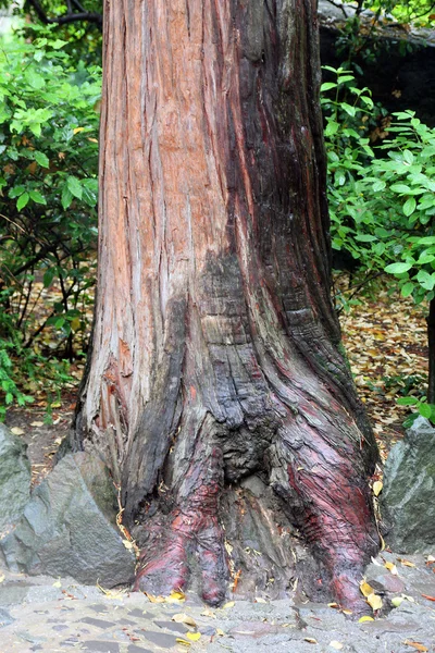 Krásná hnědá základna kmene jalovce stromu s kořeny v zl — Stock fotografie