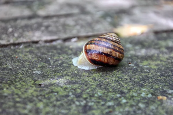 棕色蜗牛圆壳与条纹爬行在老灰色的石头 — 图库照片