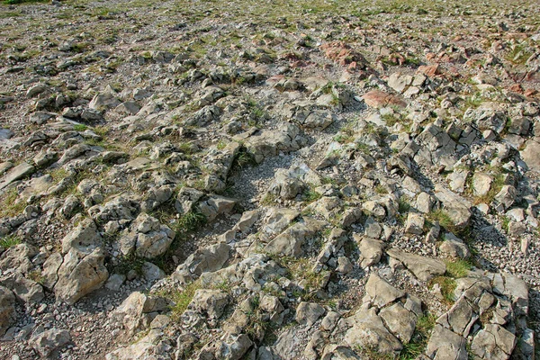 Pierres blanches sauvages et herbe verte sur le terrain pierreux sauvage — Photo