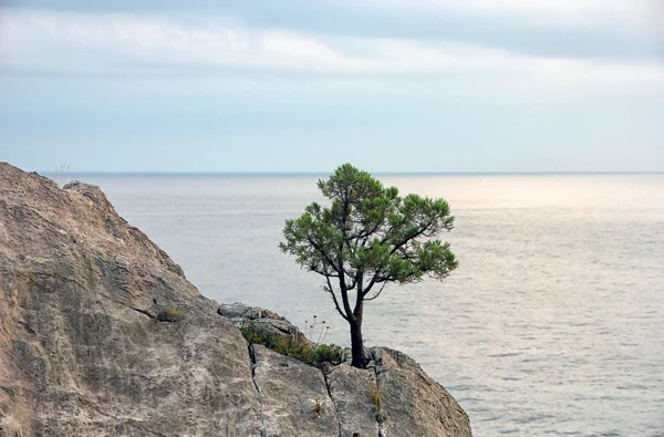 Cliff mavi siyah s arka plan üzerinde yalnız Kırım yeşil çam — Stok fotoğraf
