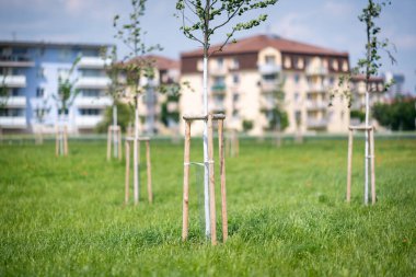 Apartman bloklarının yakınındaki yeşil kentsel alana yeni dikilmiş ağaçlar