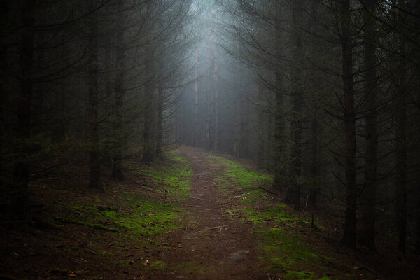 Old path through the dark and spooky spruce forest. Mysterious atmosphere in the foggy woodland.
