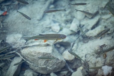 Gölün berrak sularında yüzen bir grup balık..