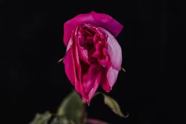 A rosebud mimicking a female vulva. Flower vagina with lubrication on a black background. Close-up. Women's sexuality, lifestyle.