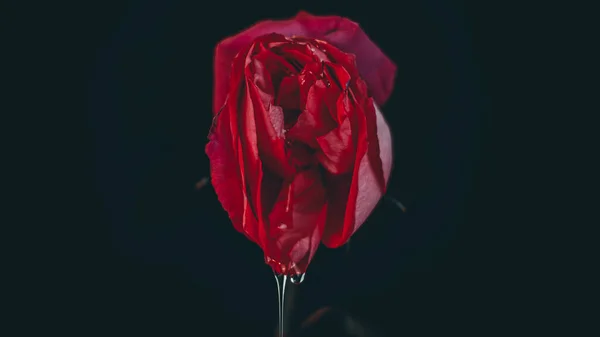 A rosebud mimicking a female vulva. Flower vagina with lubrication on a black background. Close-up. Women's sexuality, lifestyle.