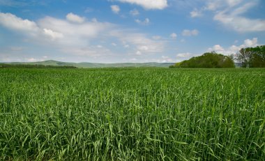 Mavi gökyüzü arka plan üzerinde hasat alanıyla.