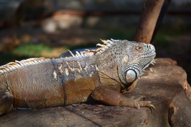 Bir ağaçta oturuyor iguana portresi. 