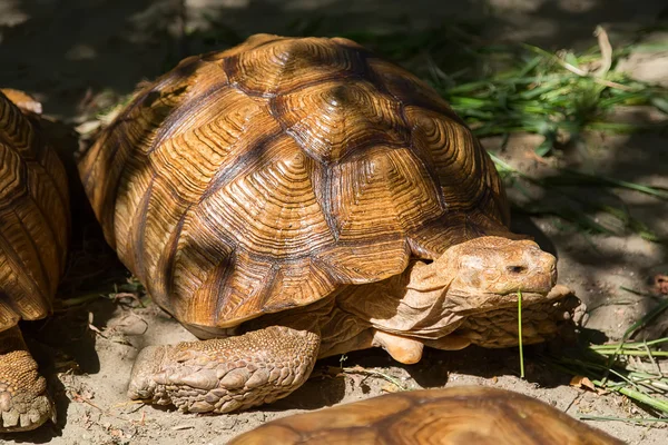 Tortuga grande come hierba . — Foto de Stock