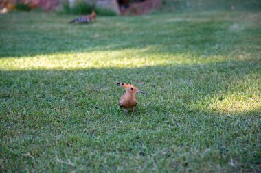 Afrika Hupou 'su yeşil çimlerin üzerinde
