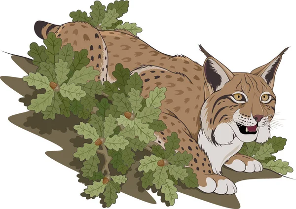 Vector Illustration Theme Wildlife Predatory Animal Lynx Forest Background Oak Royalty Free Stock Vectors