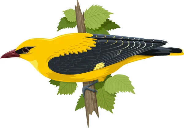 Vektorillustration Temat Natur Sammansättning Gul Fågel Oriole Sitter Gren Mot Stockvektor