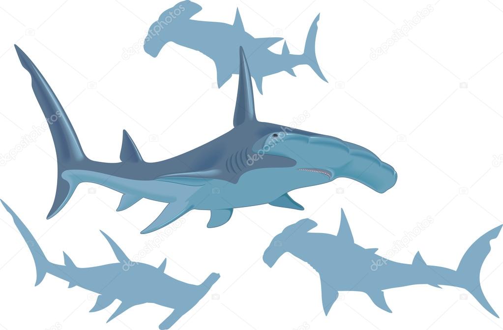 Sharks, predatory marine animals