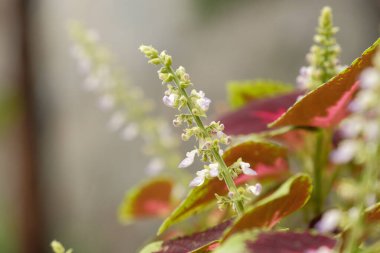 Bulanık Arkaplan ile Basil Çiçeğinin Kapalı Meslek Bazilikası
