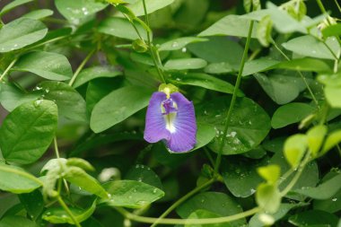 Kelebek Bezelye Çiçeği Yaprakları Arkaplanda Klitorya Terminali Asya Güvercinleri Telang Jawa
