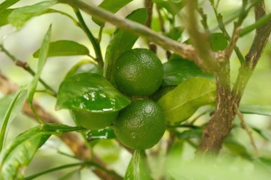 Olgunlaşmamış Calamansi meyveleri ya da daldaki Phillipine limonları