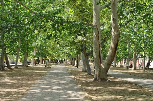 Gränd med sycamore. — Stockfoto