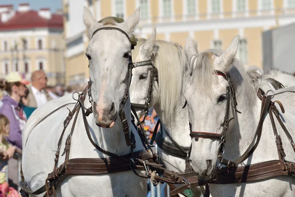 Витончені коні у відпустці . — стокове фото