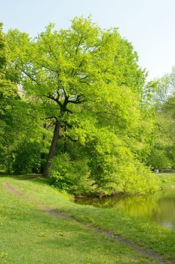 Yeşil yapraklı büyük ağaç..