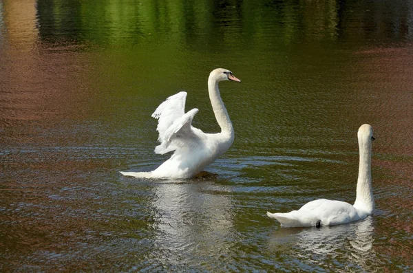 El Cisne aletea sus alas . —  Fotos de Stock