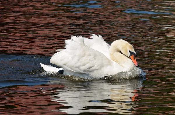 Este pássaro gracioso, o Cisne . — Fotografia de Stock