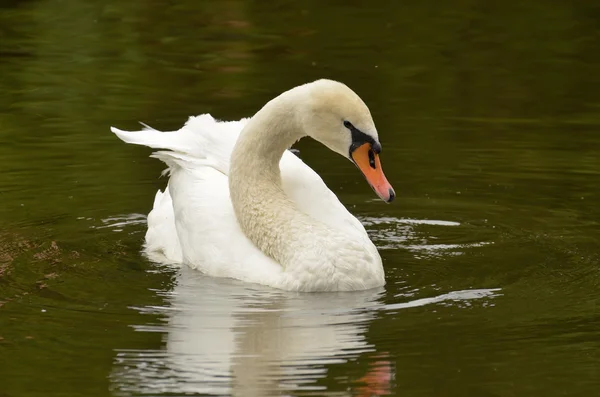 Samotny Swan pływa. — Zdjęcie stockowe