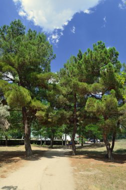 Park Pines büyümek.