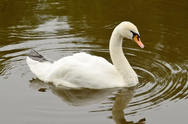 Witte zwaan op het meer. — Stockfoto