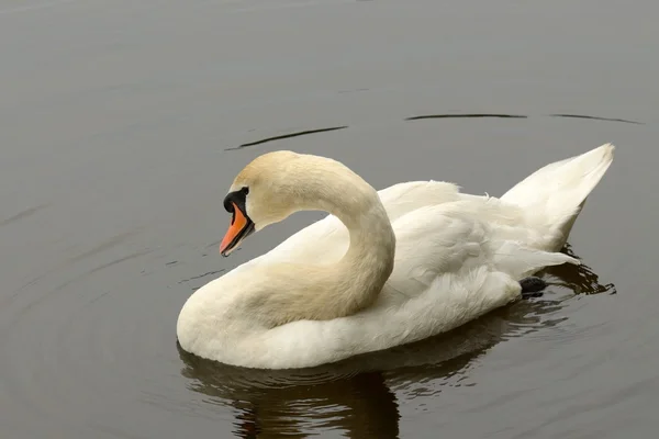 Eenzame Zwaan op het meer. — Stockfoto