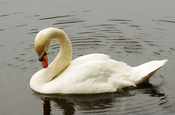 Cygne preening ses plumes . — Photo