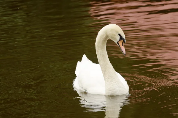 Cet oiseau gracieux sur le lac . — Photo