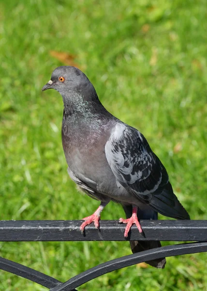 Die Taube sitzt auf dem Zaun. — Stockfoto