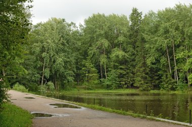 Gölün kıyısında ağaçta.