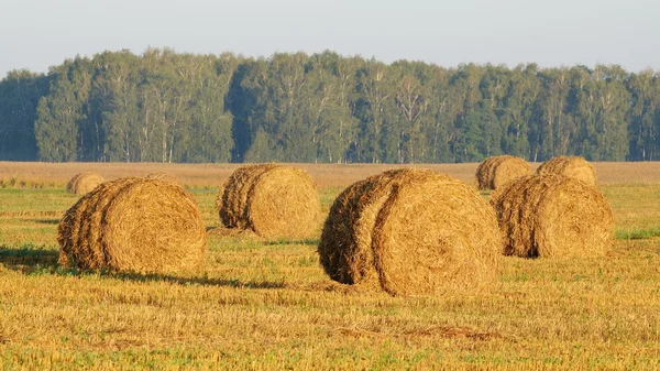 A szemes termények tisztítása — Stock Fotó