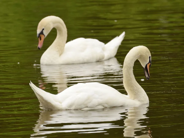 Paar van witte zwanen. — Stockfoto