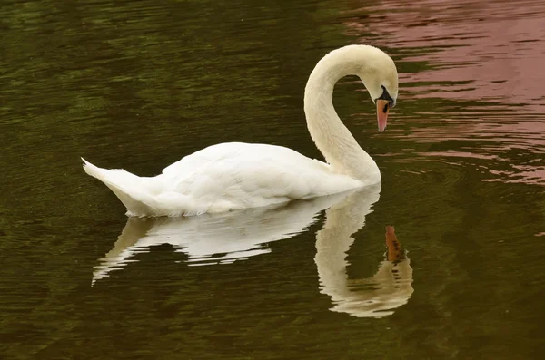 湖の上の孤独な白鳥. — ストック写真