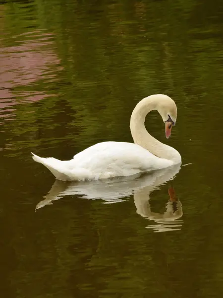 Samotny Swan pływa. — Zdjęcie stockowe