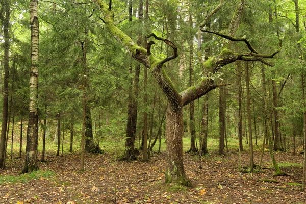 Die Natur Wald Ist Reich Pflanzen Und Bäumen — Stockfoto