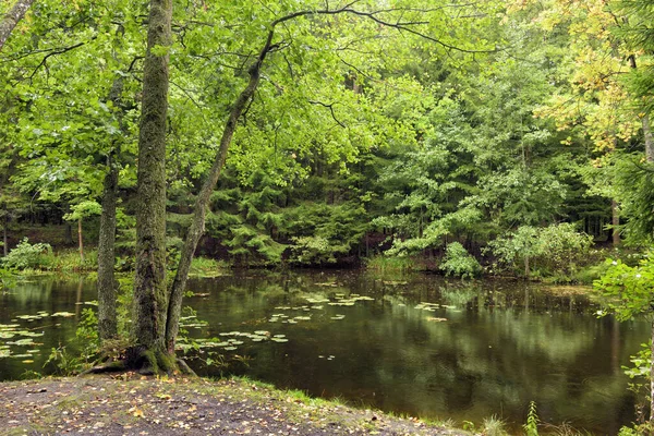 Die Natur Wald Ist Reich Pflanzen Und Bäumen — Stockfoto