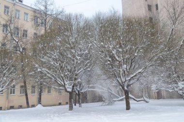 Kışın şehre kar yağdı. Caddelerdeki ağaçlar karla kaplı..