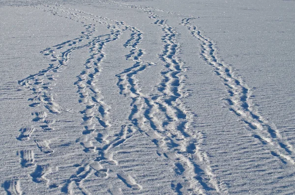 Σημάδια Παπουτσιών Στο Χιόνι Αφήνονται Από Ανθρώπους Όταν Περπατούν — Φωτογραφία Αρχείου