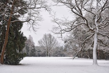Ormandaki kış manzarası. Şimdi ağaç dalları üzerinde uzanıyor..