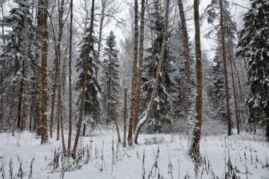 Ormandaki kış manzarası. Şimdi ağaç dalları üzerinde uzanıyor..