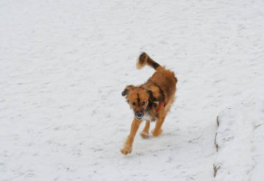Köpek karda koşar ve eğlenir. Köpek yavrusu genç ve çeviktir..