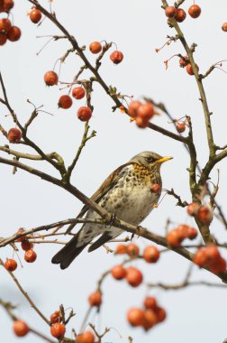 Dağ külünü yemeyi seven kuş gülü. Bu bir kuş için kış ziyafeti..