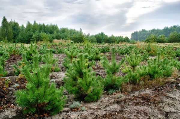 Het Planten Van Jonge Dennen Verloop Van Tijd Zal Een Rechtenvrije Stockafbeeldingen