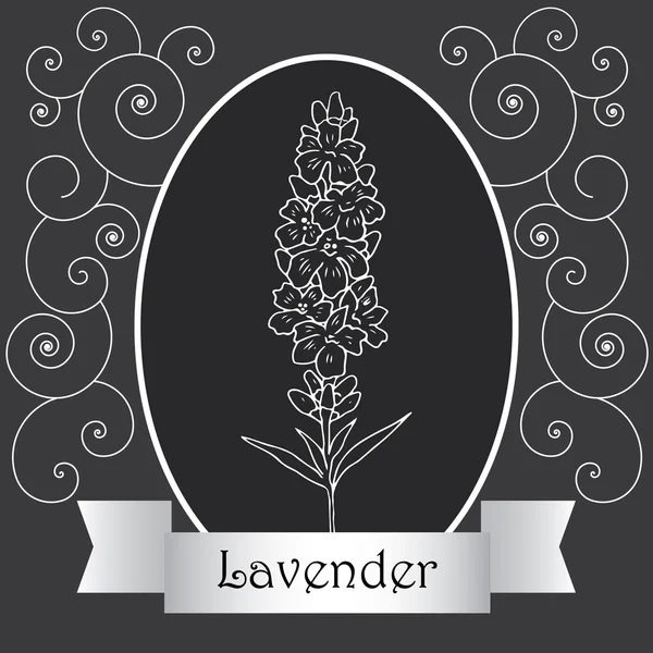 Vektor handgezeichnete Illustration einer Pflanze Lavendel — Stockvektor