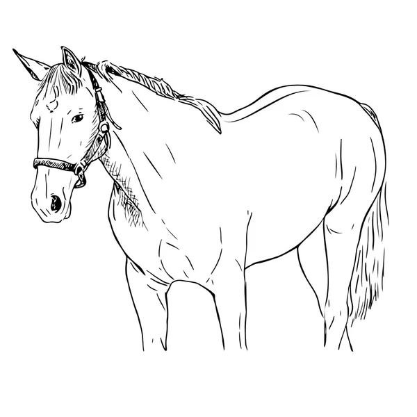 Main vectorielle - illustration dessinée d'un cheval — Image vectorielle